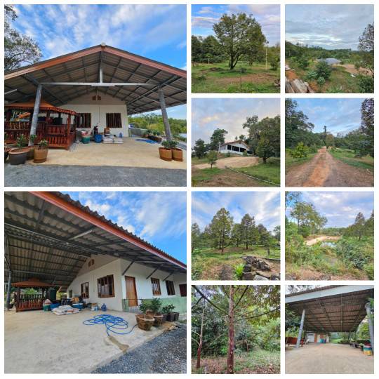 ขายสวนทุเรียนพร้อมบ้าน อำเภอขลุง จันทบุรี สามารถเก็บเกี่ยวผลผลิตได้เลย