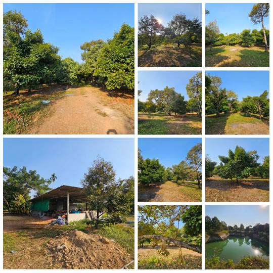 ขายสวนทุเรียน มังคุด บ้านอิมั้ง อำเภอขลุง จันทบุรี พร้อมเก็บผลผลิตได้เลย