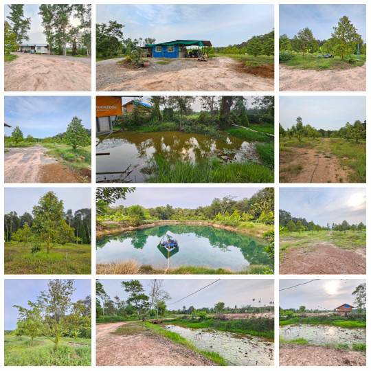 ขายสวนทุเรียน บ้านทุ่งสน ตำบลรำพัน อำเภอท่าใหม่  จันทบุรี