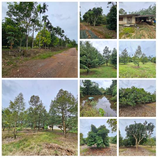 ขายสวนผลไม้ สวนผสม  อำเภอท่าใหม่  จันทบุรี