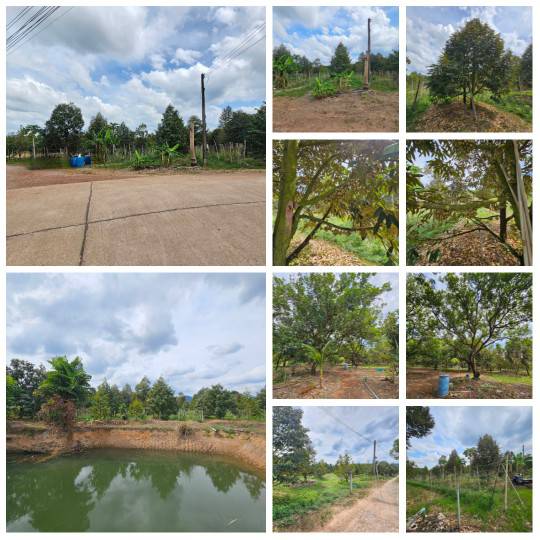 ขายที่ดินพร้อมสวนผลไม้ 5 ไร่  อำเภอนายายอาม จันทบุรี