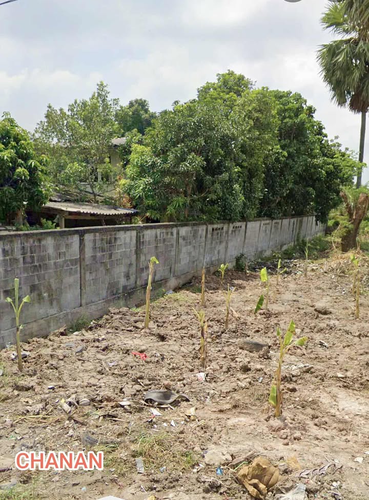 ขายที่ดิน ถ.หมายเลข3121 ซ.ระเบียบกิจอนุสรณ์4 อ.บางคล้า จ.ฉะเชิงเทรา เนื้อที่390ตรว